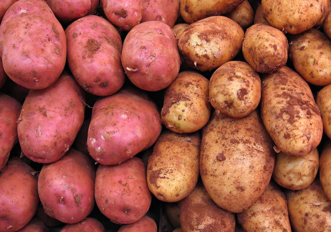 Wie die Kartoffel Europa eroberte – und die Ernährung veränderte