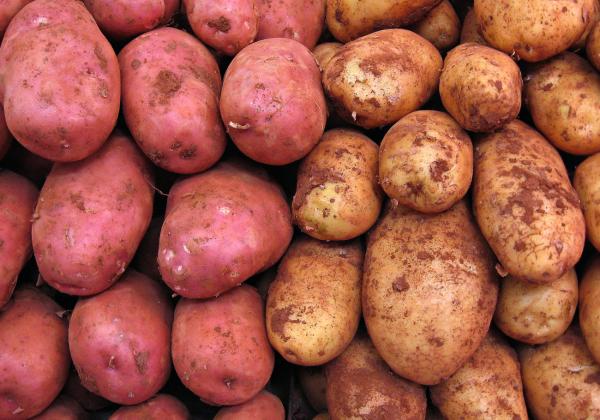 Wie die Kartoffel Europa eroberte – und die Ernährung veränderte