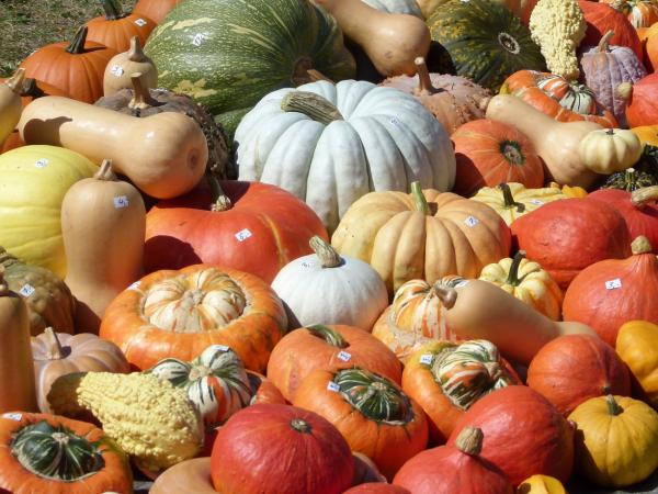 Von Hokkaido bis Butternut: Welche Kürbissorte eignet sich wofür?