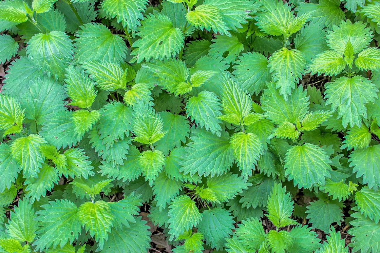 Brennnessel als Superfood: Ernte, Verarbeitung und Nährstoffgehalt