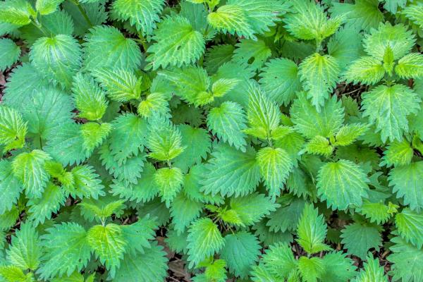 Brennnessel als Superfood: Ernte, Verarbeitung und Nährstoffgehalt
