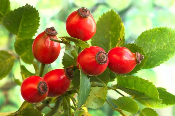 Vergiss Goji und Chia: Diese heimischen Superfoods schlagen jedes Trendprodukt