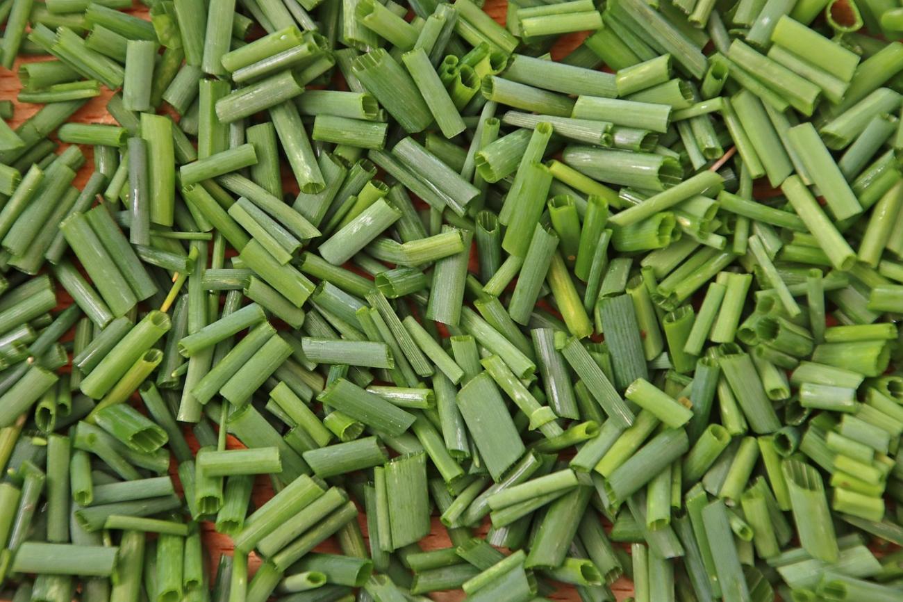 Schnittlauch richtig ernten: So bleibt er ewig grün und wächst wie verrückt