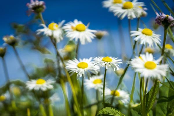 Gänseblümchen in der Küche: Blüten und Blätter richtig zubereiten