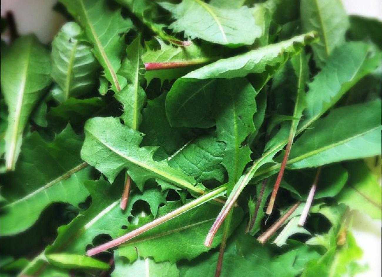 Vom Rasen auf den Teller: So gesund ist Löwenzahn-Salat wirklich