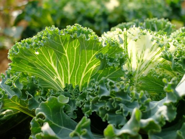 Grünkohl-Revival: Vom Arme-Leute-Essen zum gehypten Superfood
